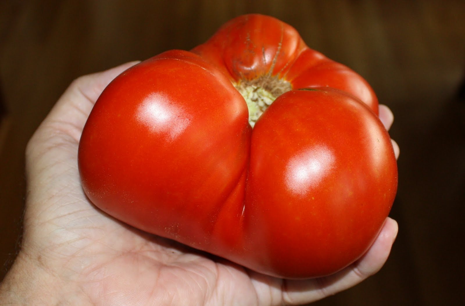 Sufficient for Our Need Good and Bad Tomatoes