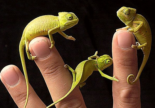 Funny Reptiles images |Funny Animal