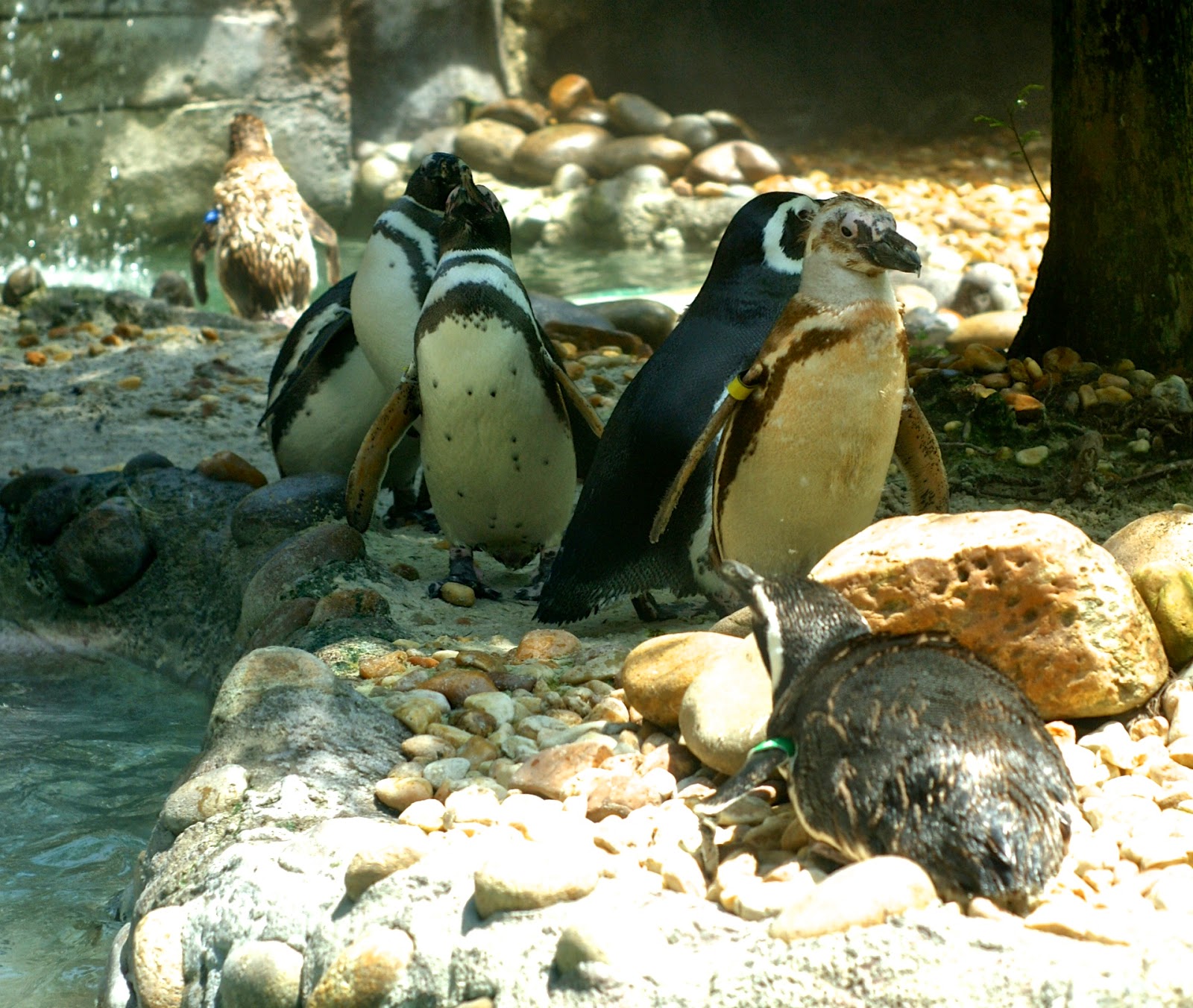 Grace Makes New My Hometown The Jacksonville Zoo