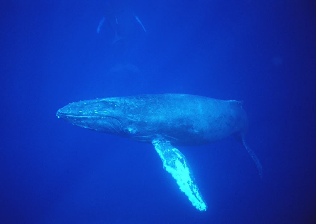 Blue Whale | Wild Life Adventures
