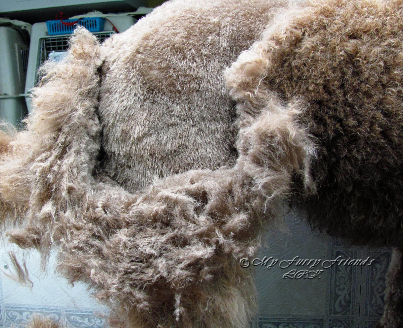 Matted Dog Hair Bad
