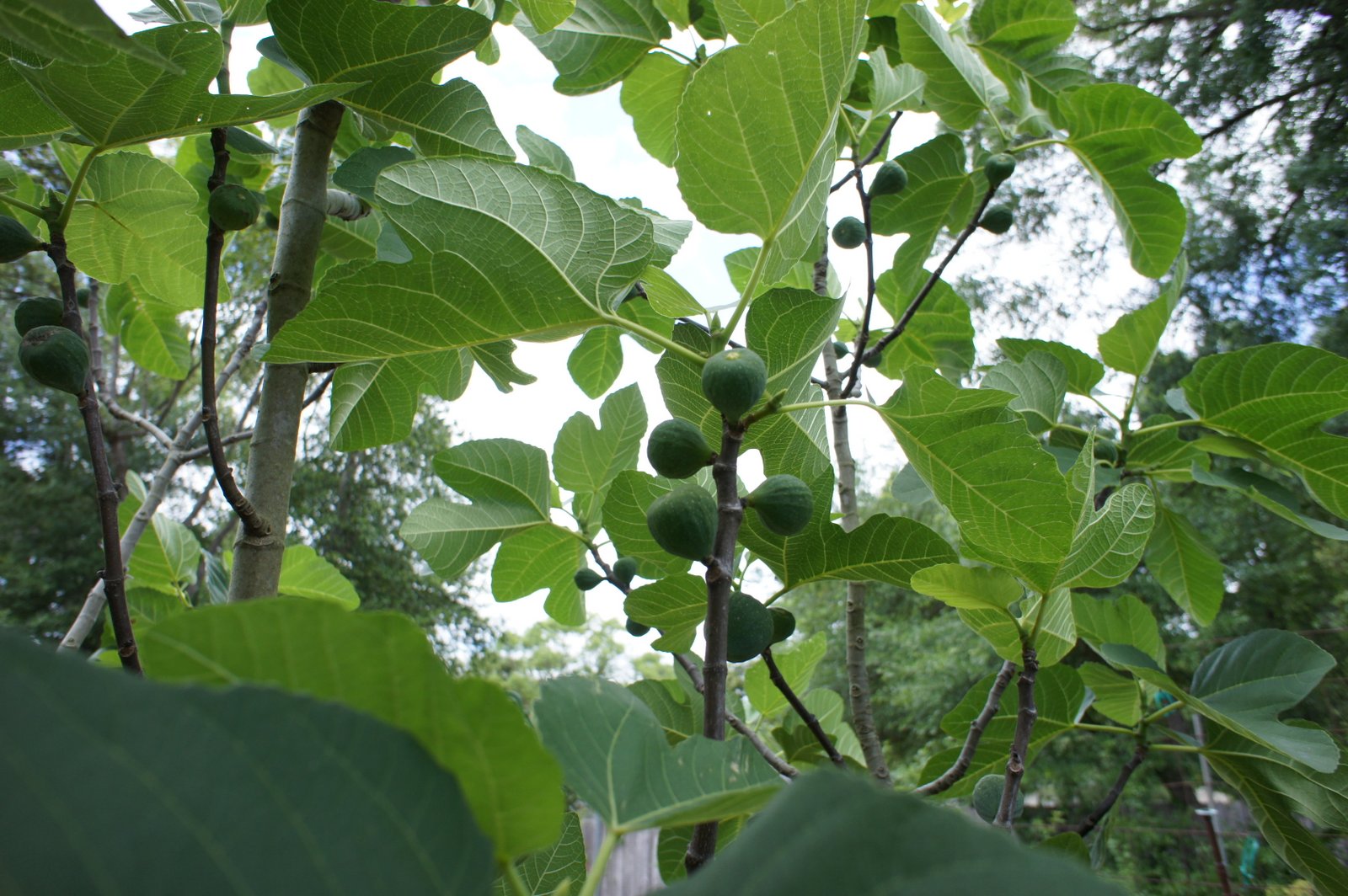 Fruit Trees For Central Florida at Amos Lively blog