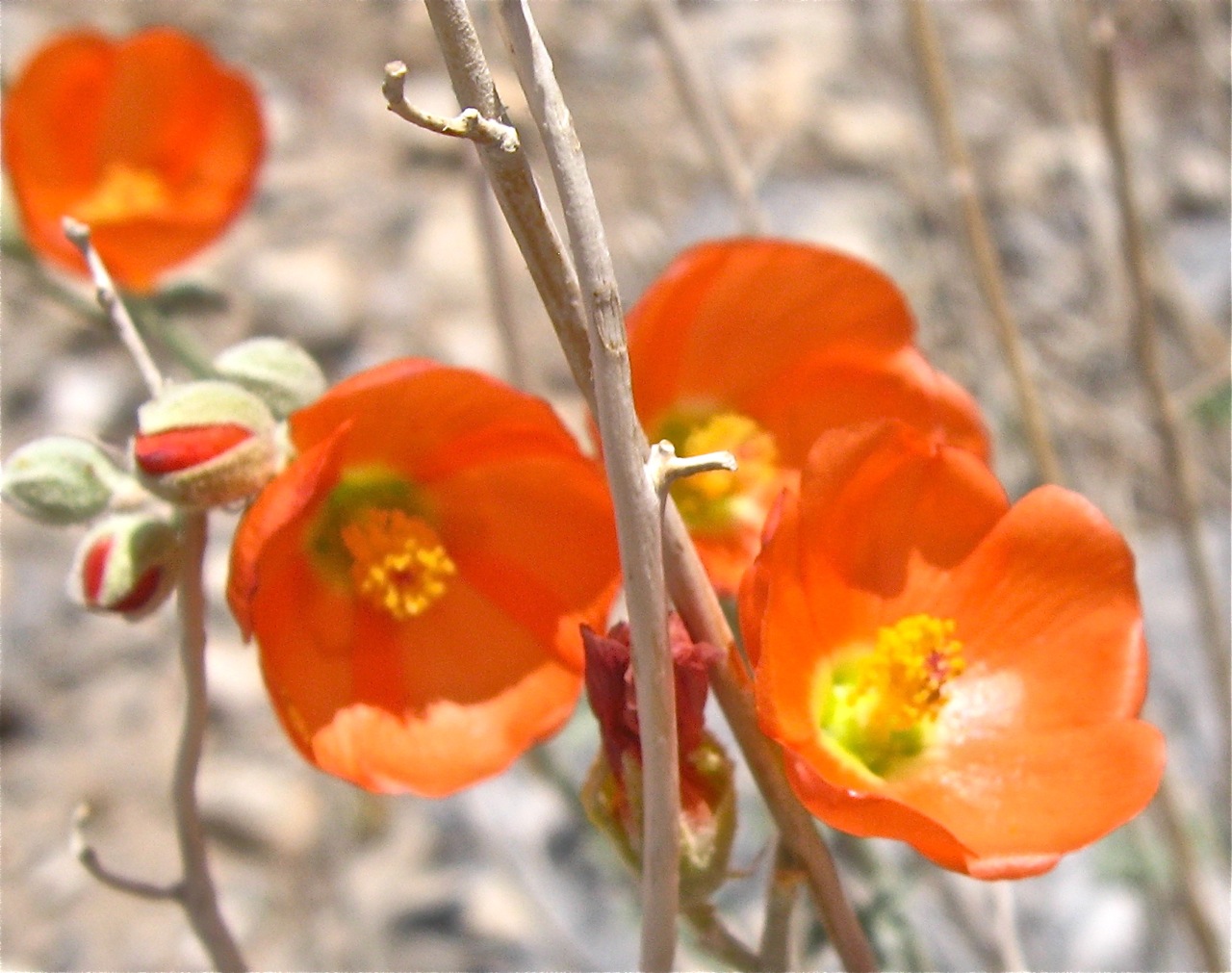 Bill's TN Paradise Desert Flowers Red Rock Canyon, NV