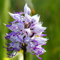http://wild-flowers-of-europe.blogspot.nl/2014/11/orchis-simia.html