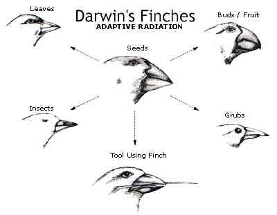 finches darwin radiation adaptive darwins bird beaks birding finch beak variation evolution selection natural everything notice difference each charles who