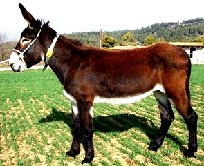 Burro parado en una sembrío Burro (asno) marrón parado en un sembrío