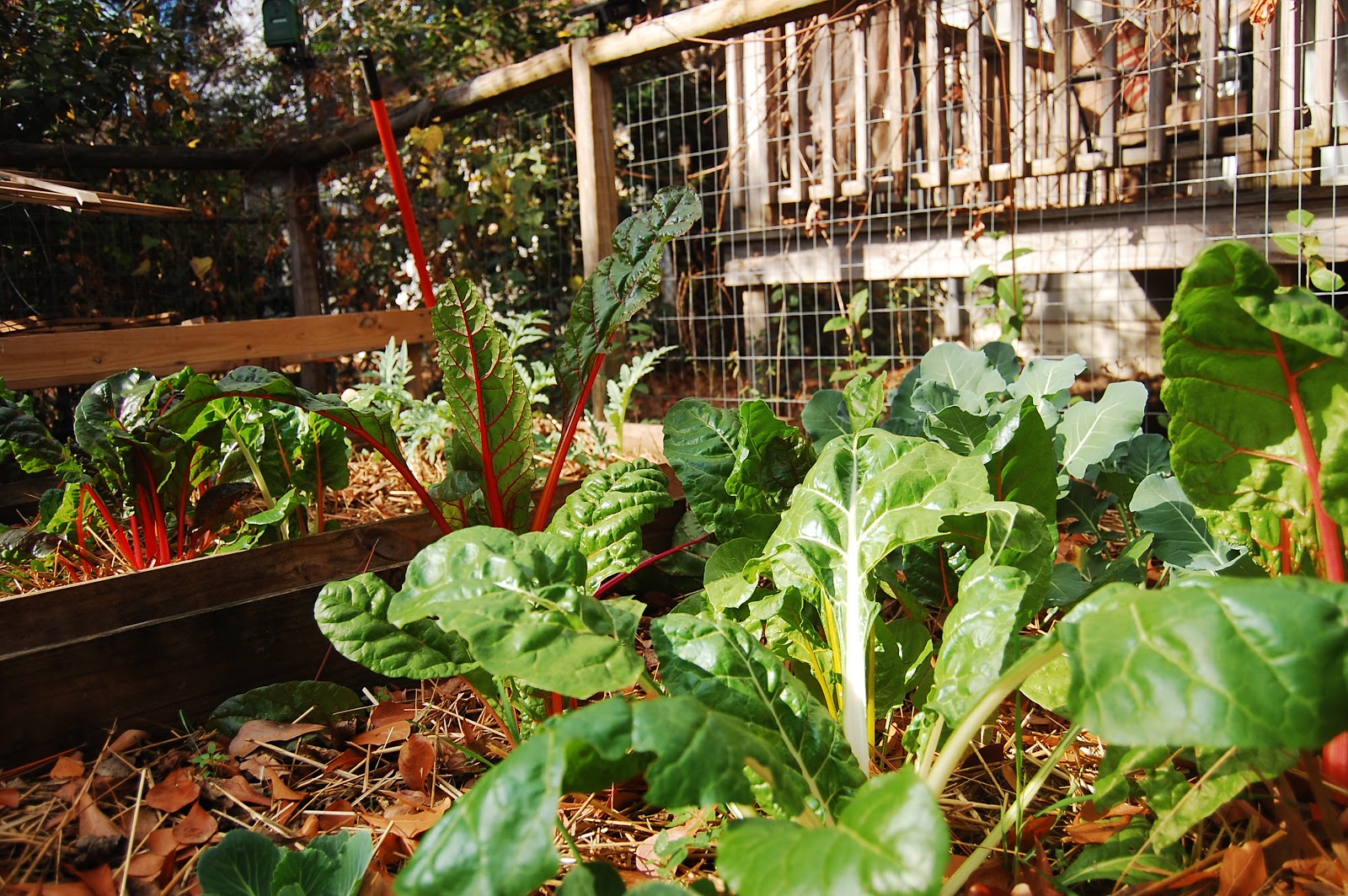 Urban SelfSufficientist Winter Garden for Zone 8