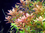 ROTALA INDICA