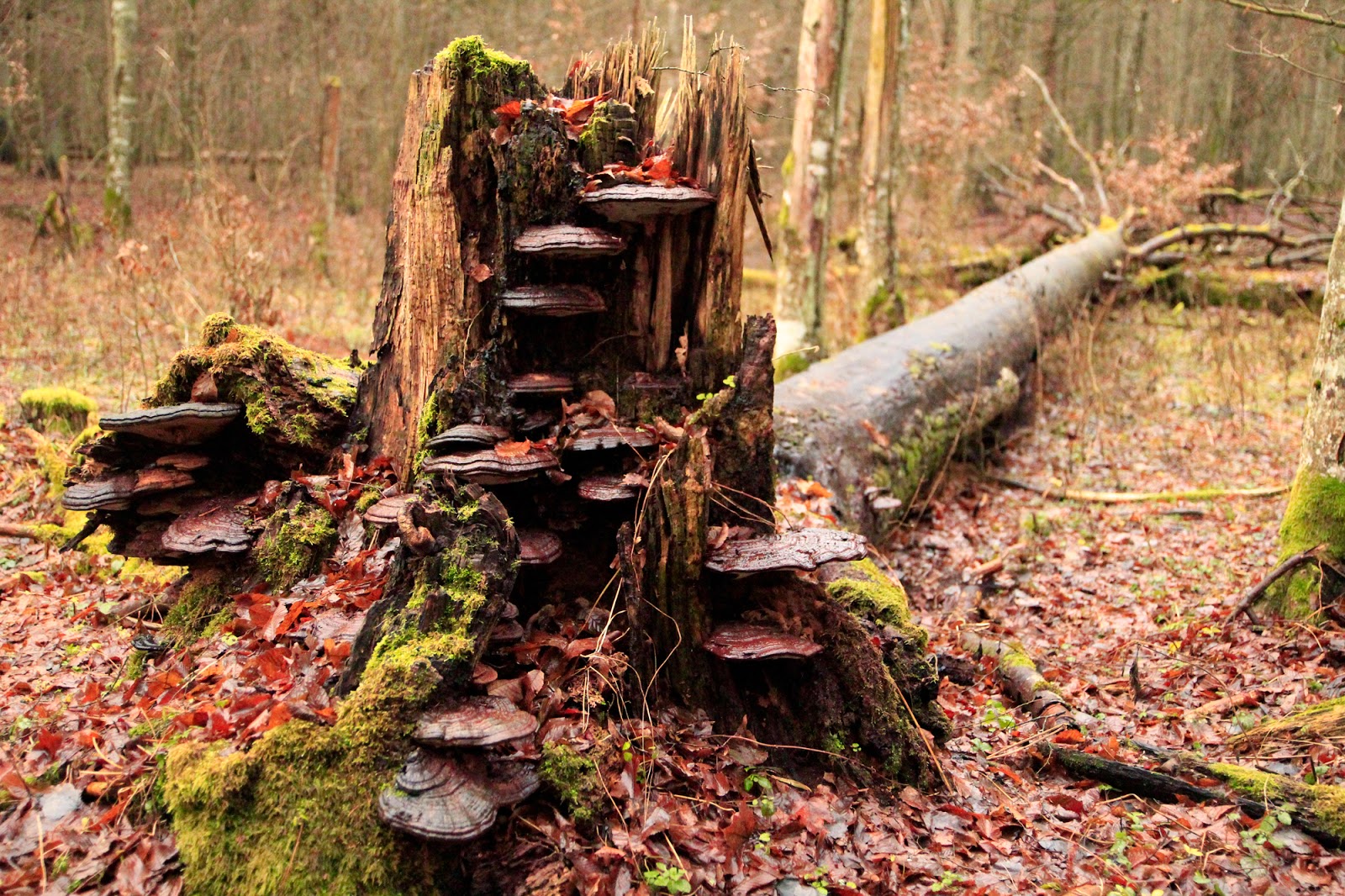Gwiazdka w Puszczy - Ania w Podróży