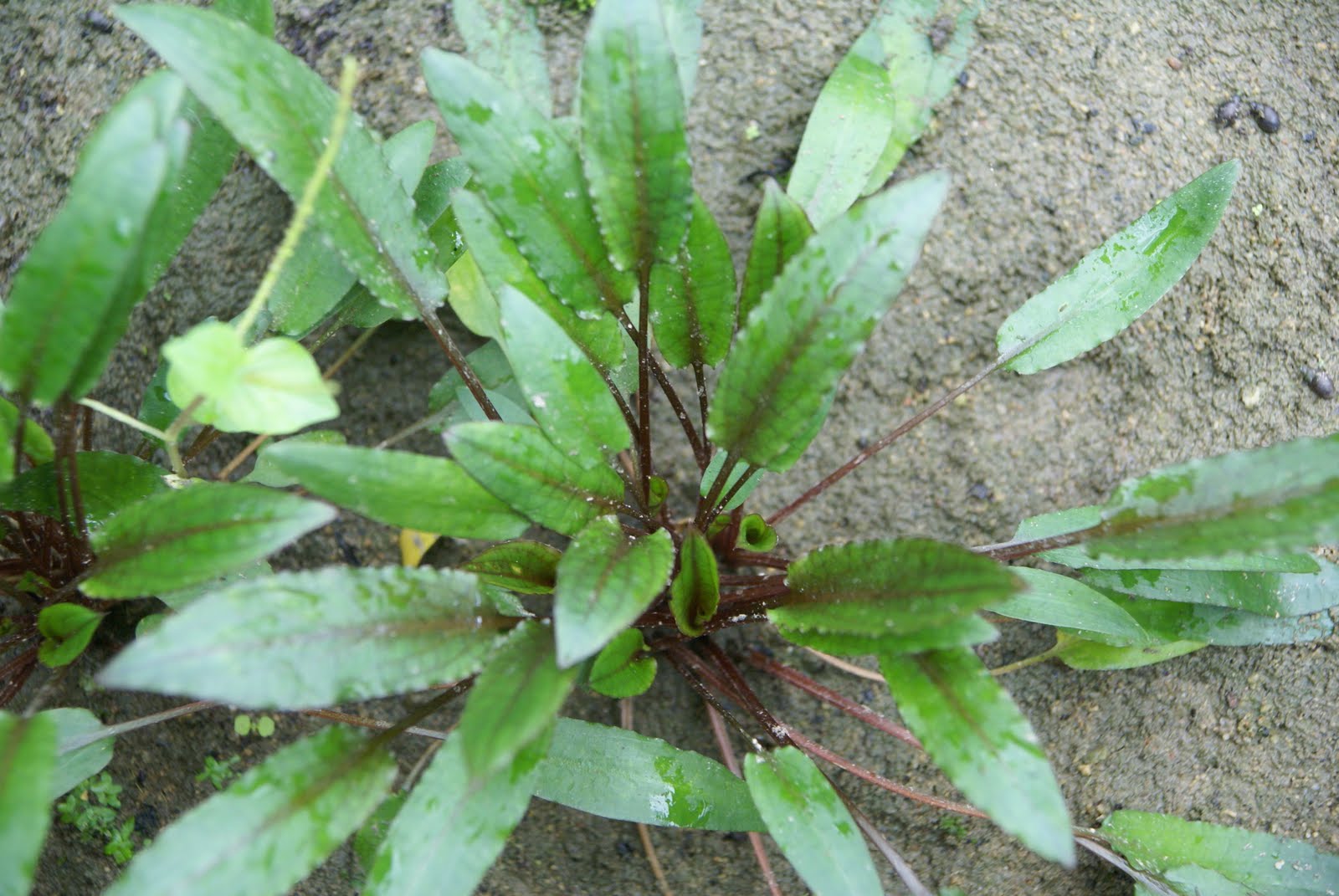 red crypt wendtii