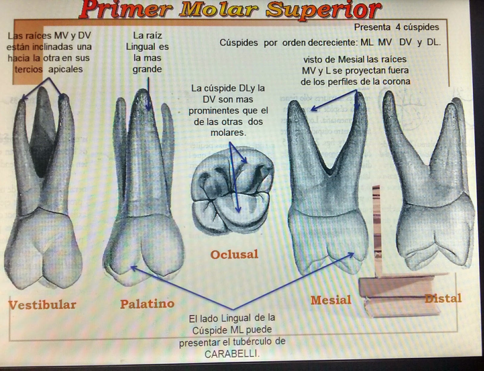 Apuntes de Odontología conocimientos básicos para nuestra formación
