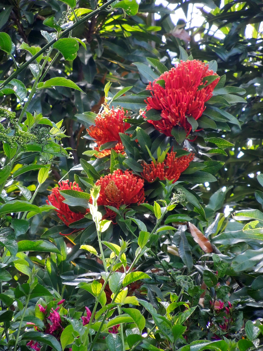 Robin's Ramblings Gardens update