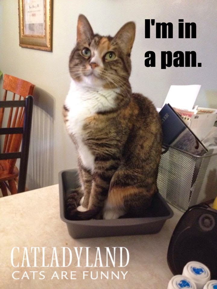 Catladyland Cats are Funny My Cat Thinks She's a Pan of Brownies