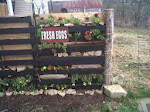 Our pallet fence
