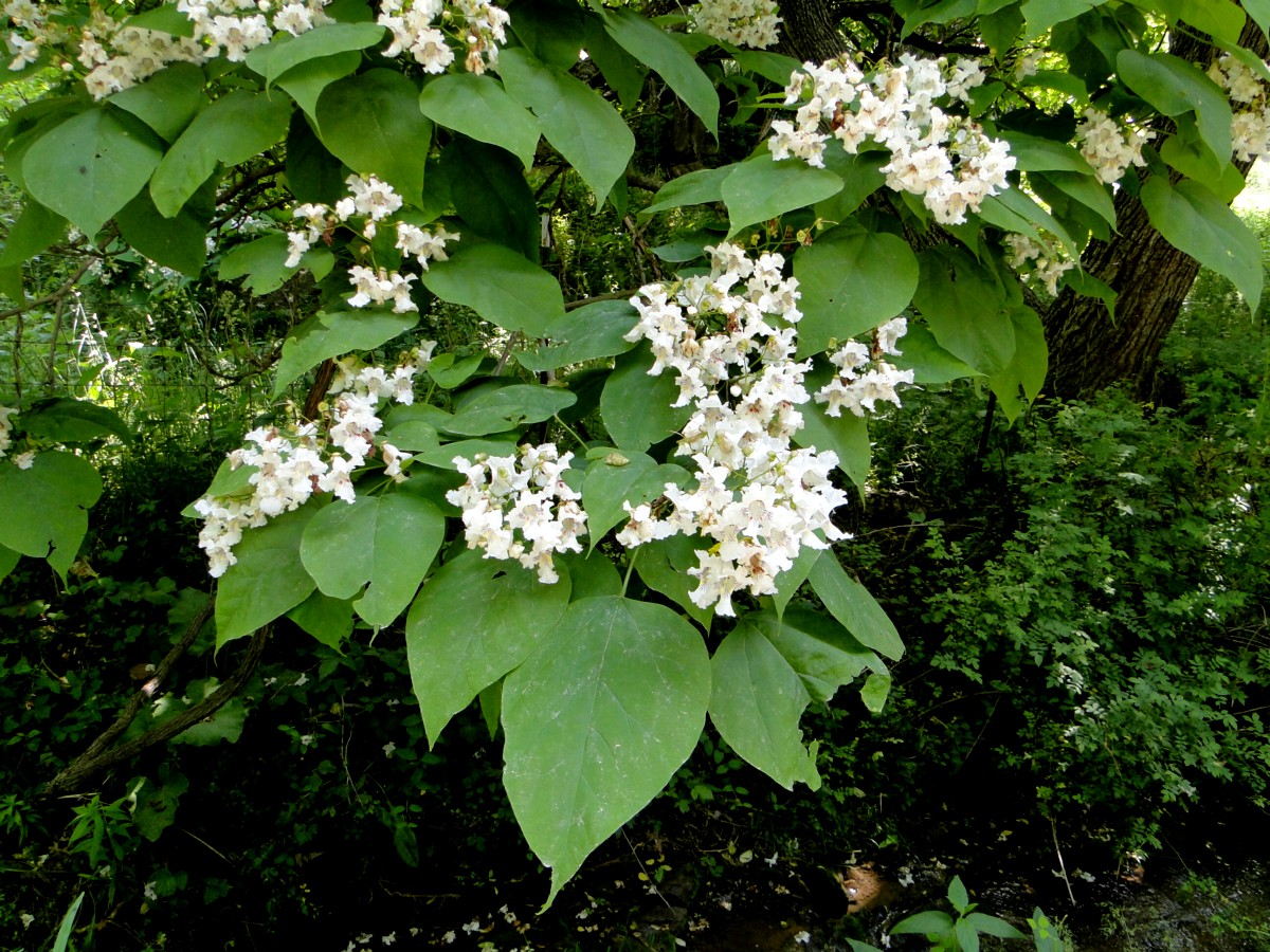 Catalpa deciduous tree, white flowers, easy to propagate and SO