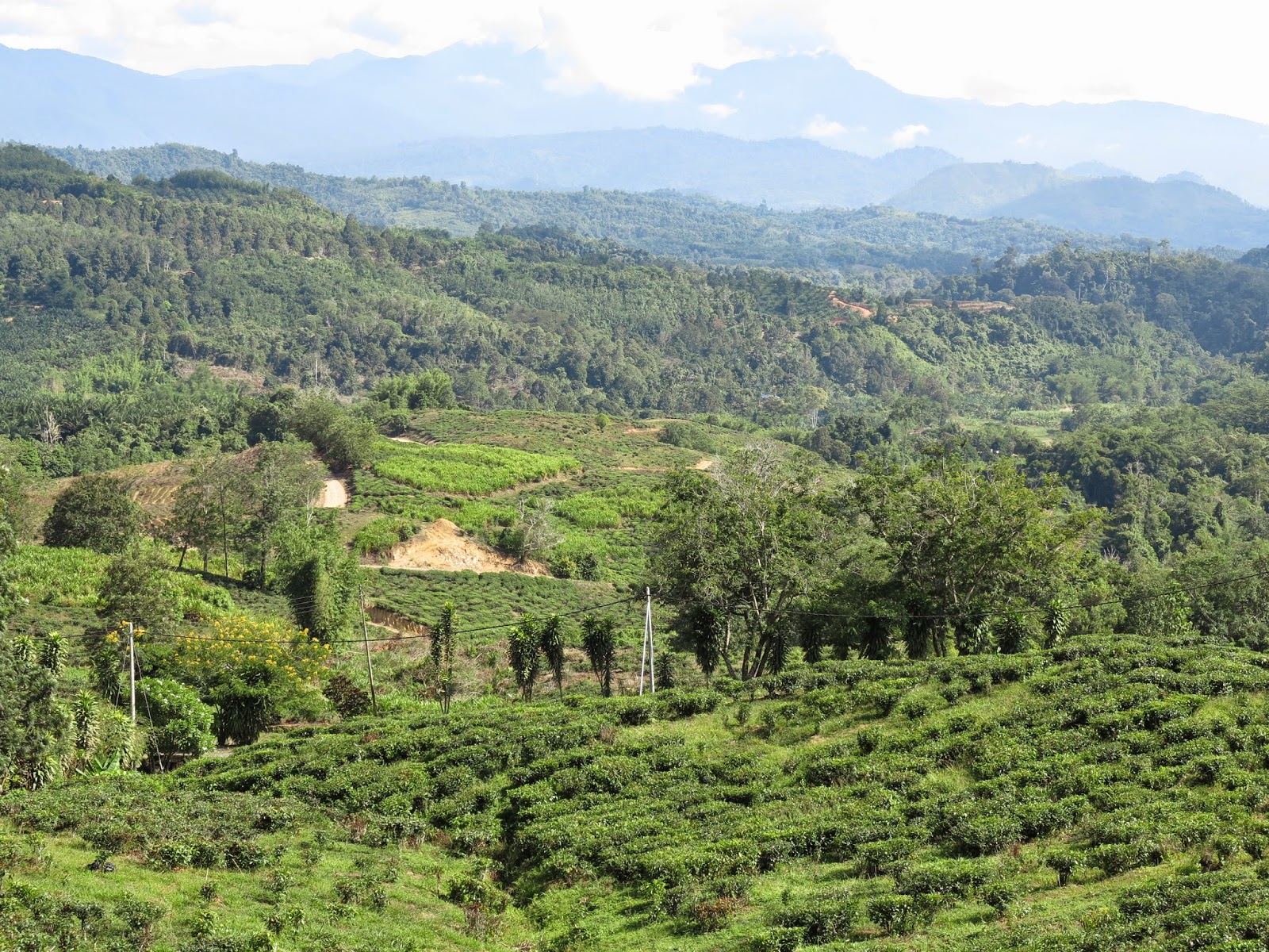Para mimar los sentidos Sabah Tea Garden. Un paraíso dentro de otro.