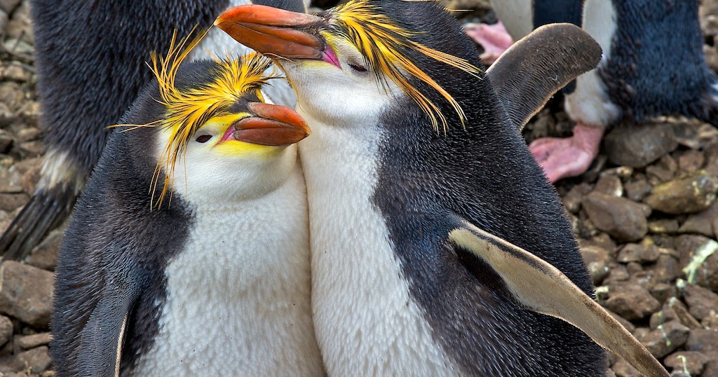 Macaroni penguin facts, habitat, diet, pictures, videos Royal Penguin - True Wildlife Creatures