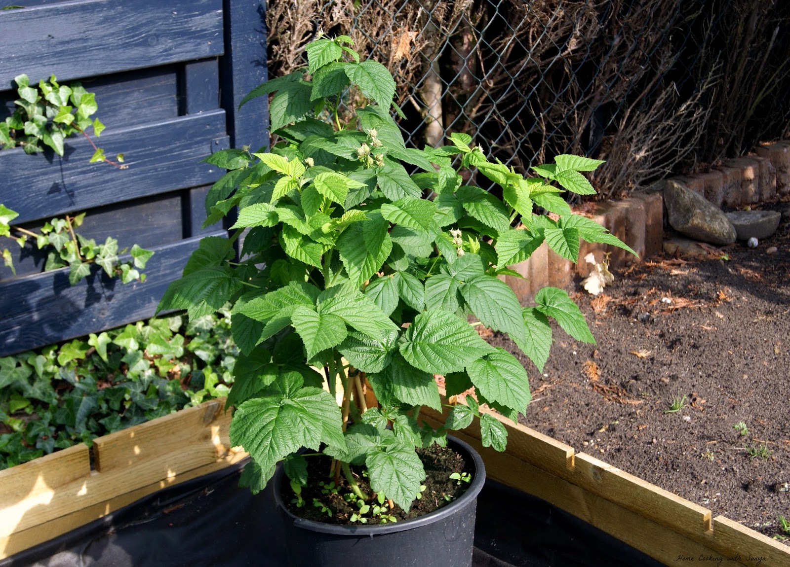 How To Grow Raspberries In Containers Creative Home Decoration and