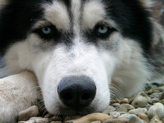 mon chien, Igloo,un brave husky