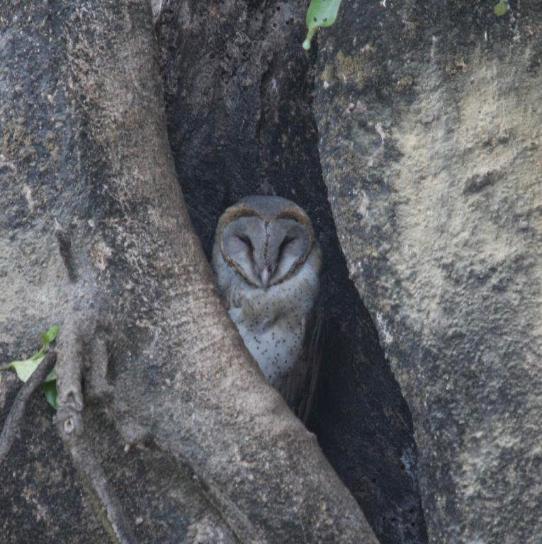 Boultham Mere Barn Owl