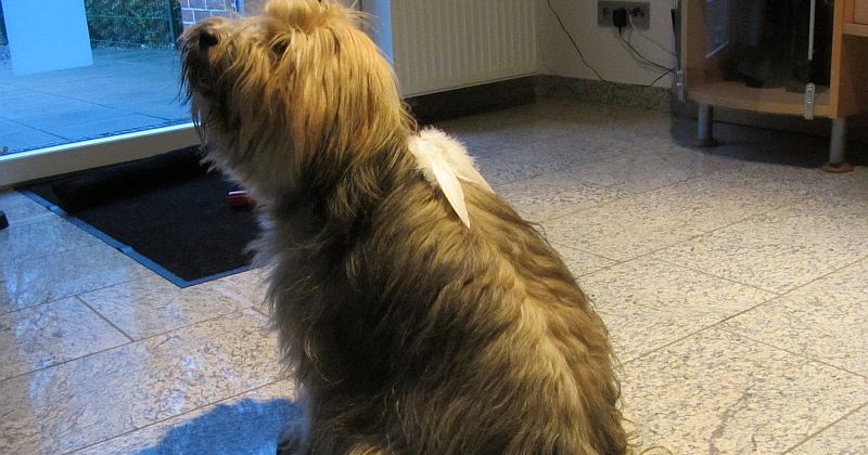[Hundeblog] Einfach Socke Redensarten &amp; Sprichwörter rund um den Hund