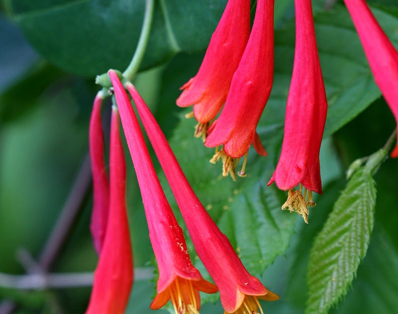 The Buckeye Botanist Running Buffalo Clover, Orchids and a Native