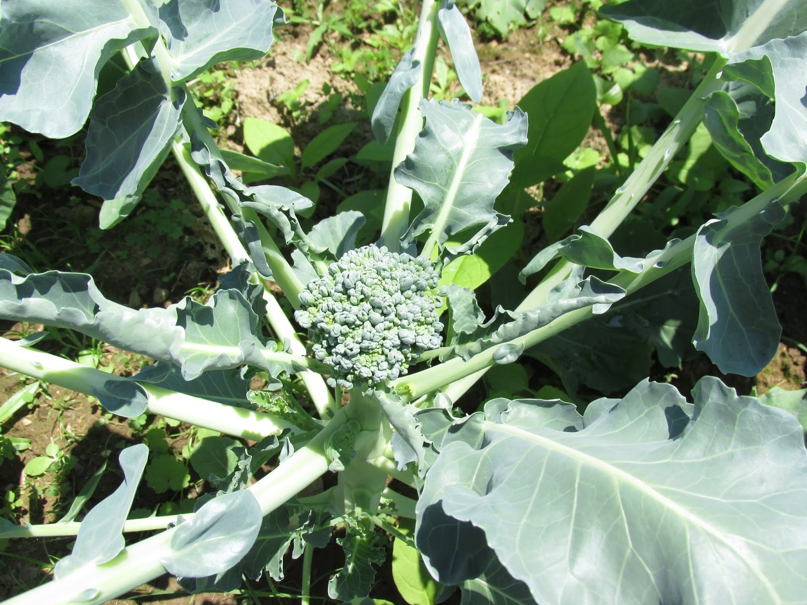 Kentucky Fried Garden Broccoli Heading Up