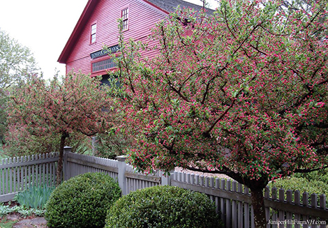 Astrid S Garden Design Viburnum