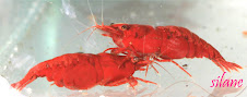 Painted Fire Red Shrimp