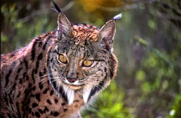 EL LINCE ROJO... MI OTRO RINCÓN