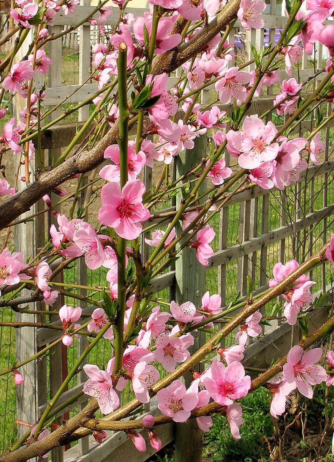 My Mountain Garden Gleanings Fruit Trees in Bloom