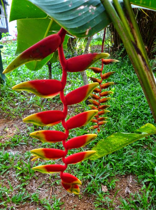 Lobster clawHeliconia RostrataHelikoniya SL Flora