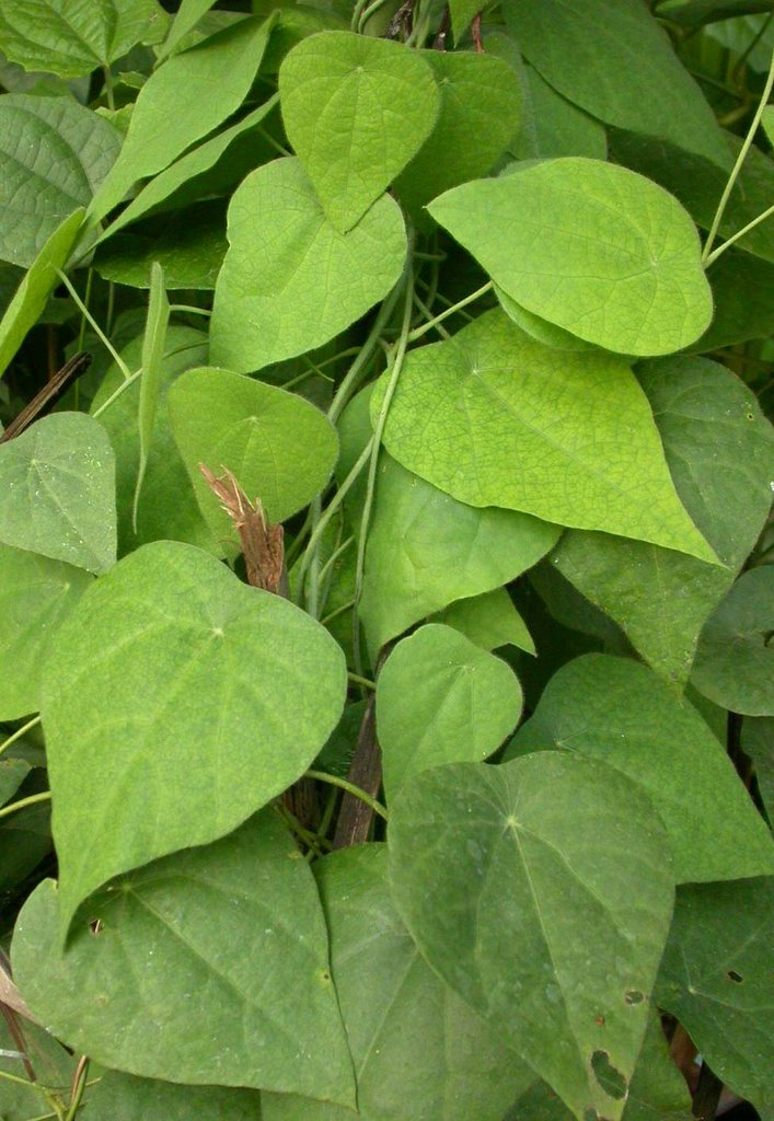 es cincau hijau caon ala elia resep minuman segar es cincau hijau caon ala elia resep minuman segar