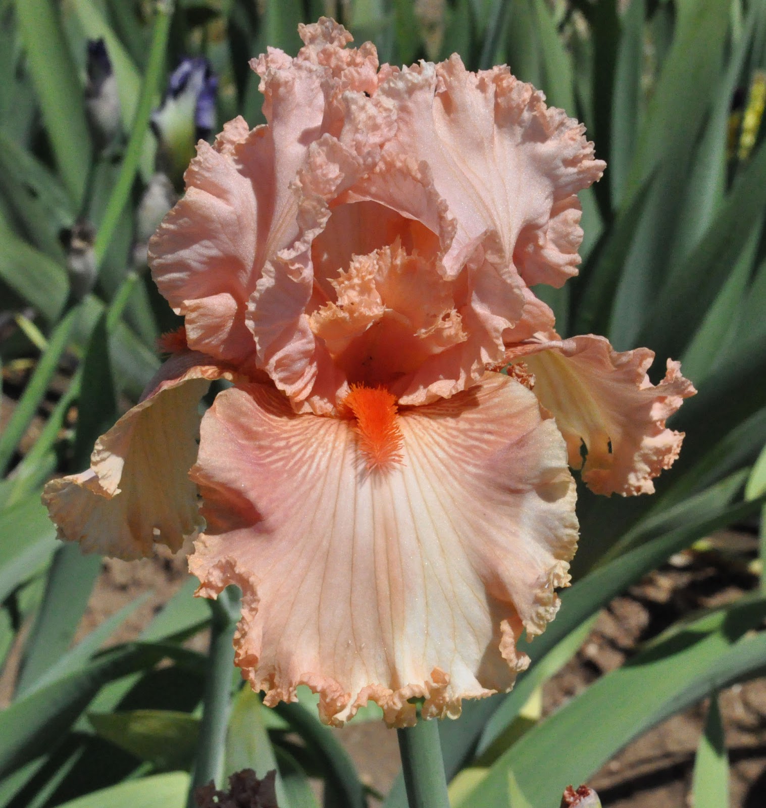 World of Irises Freely Blooming Irises, Spring '13