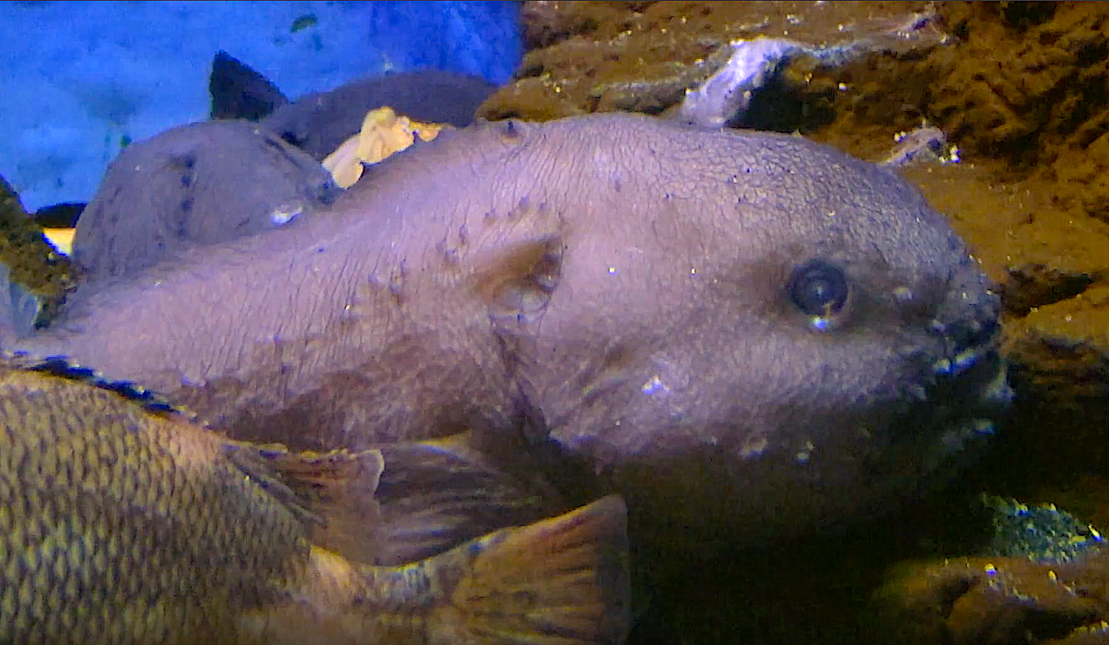Aquarium Movies Japan Archive 生きている魚図鑑 アカドンコ Scrawled Spineless Sculpin Ebinania Vermiculata
