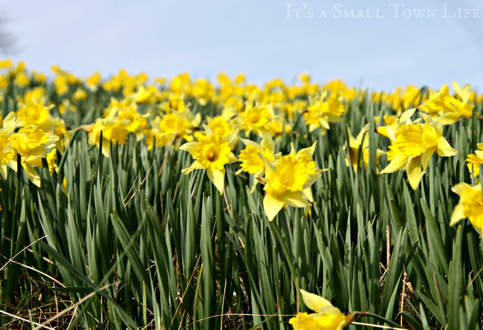 It's a Small Town Life! March Lilies