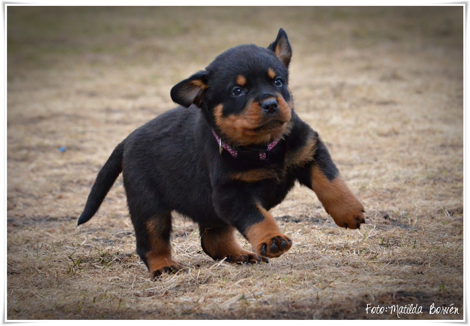 Aqua Seer´s VALP FOTOGRAFERING...