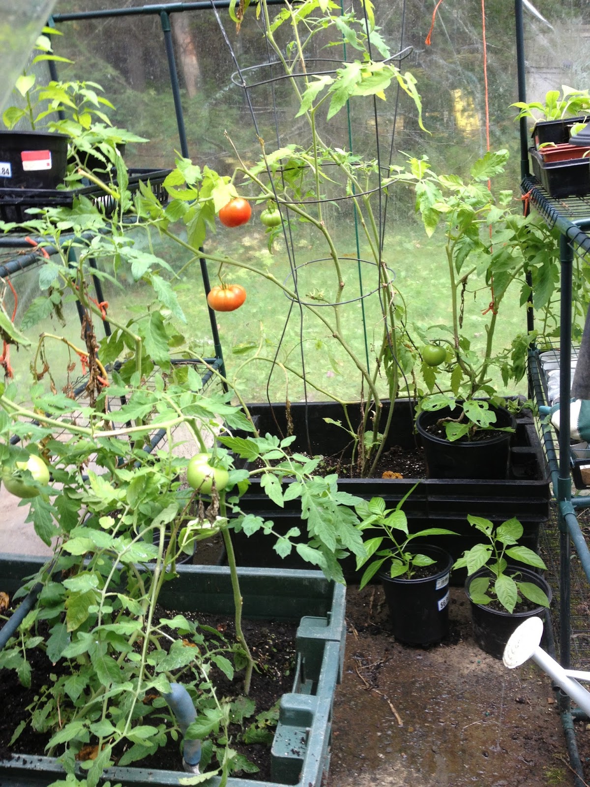 Sprouts October Greenhouse Tomatoes