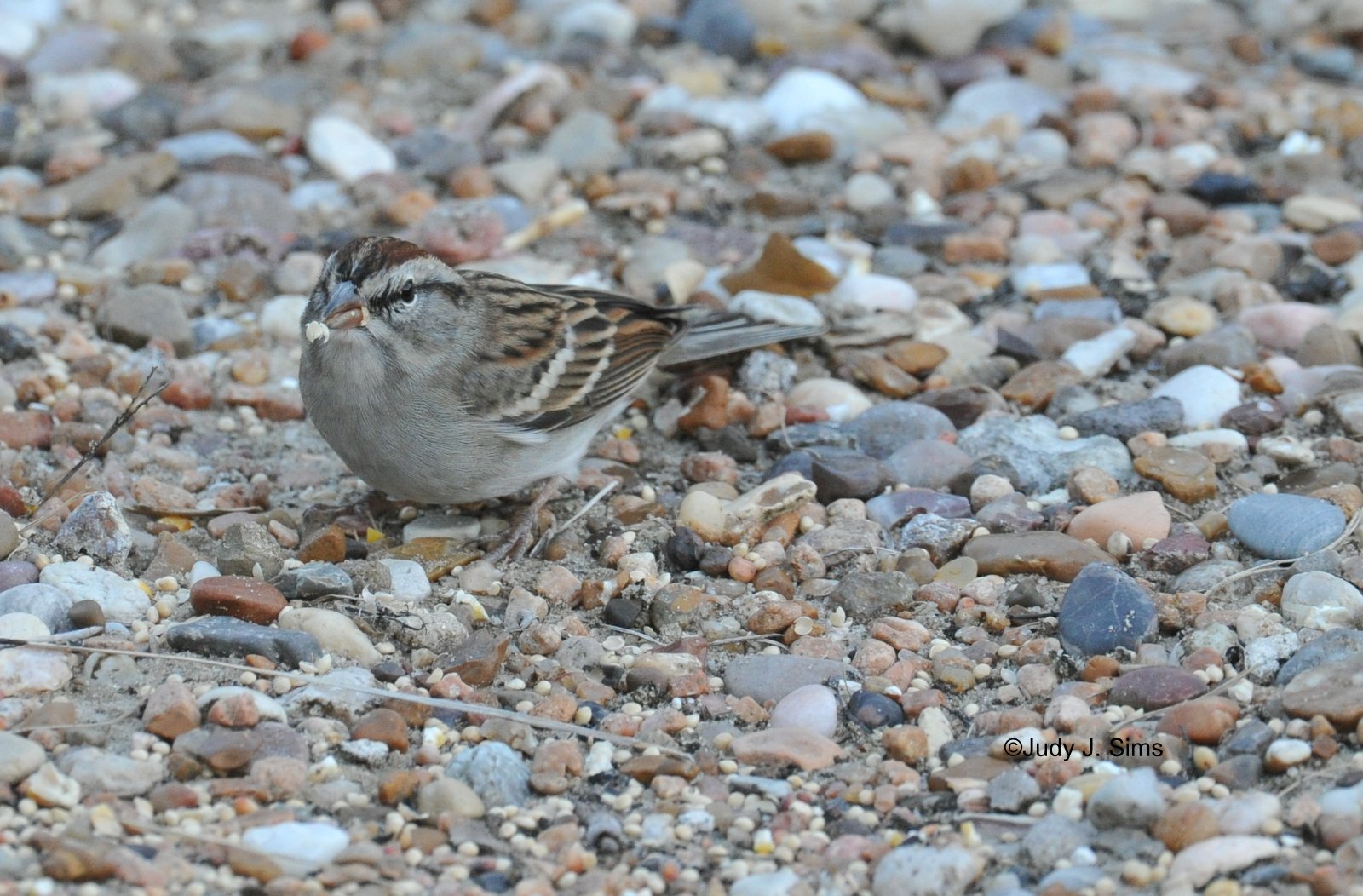 East Texas Birder on The Move More Birds of My Backyard!