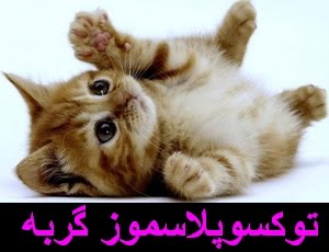 شفاف سازی درباره توکسوپلاسموز گربه