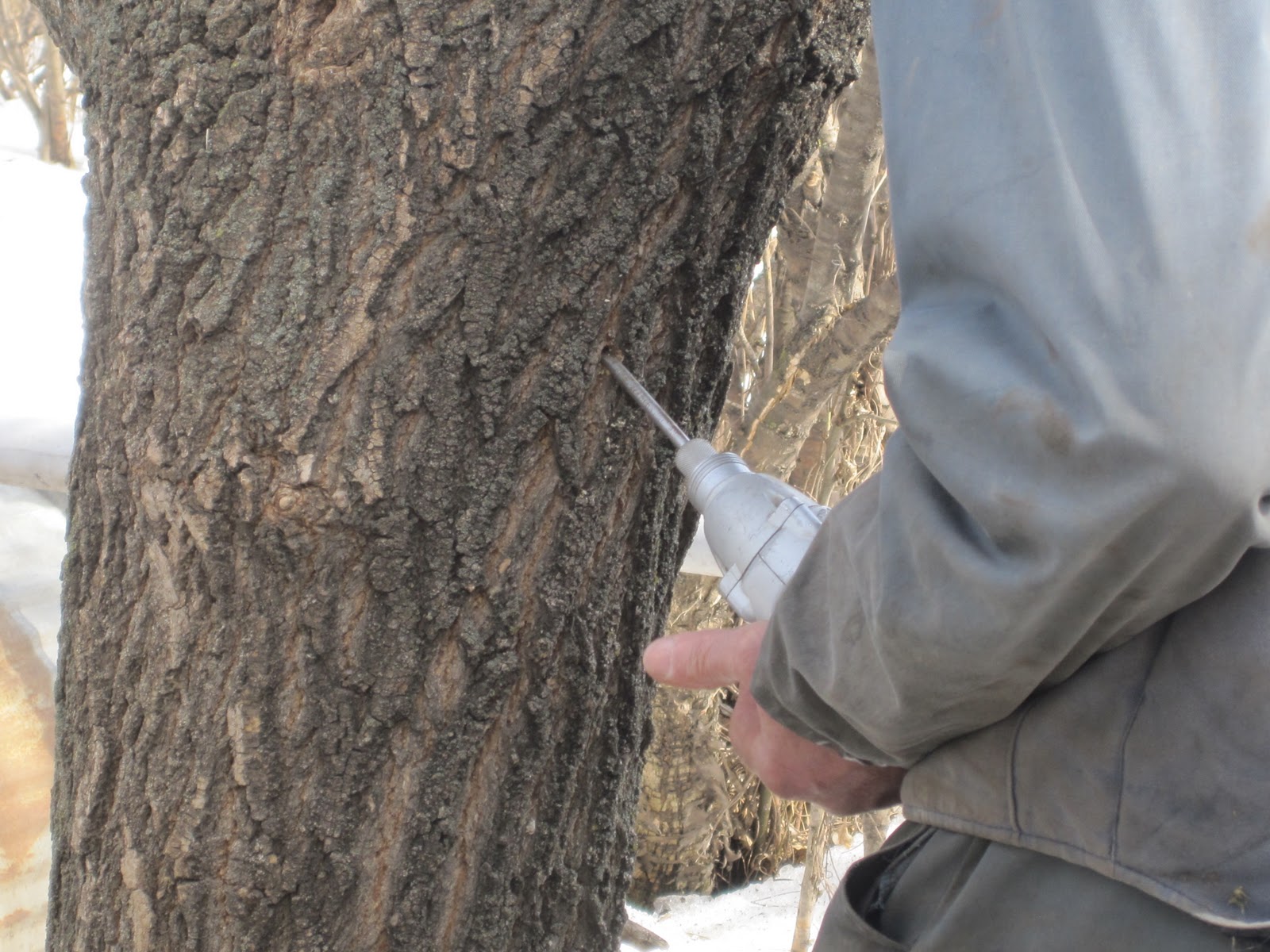 Aagaard Farms THE VINE Making Manitoba Maple Syrup, Part 1