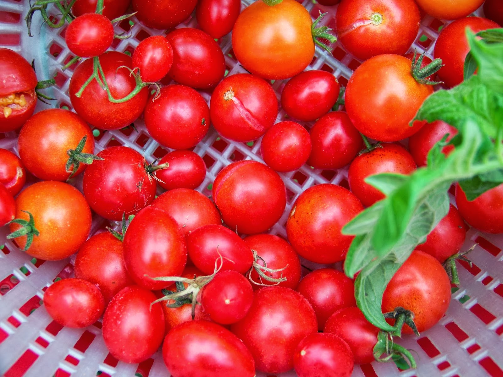Tell Me A Story CHERRY TOMATOES, Fruit or Vegetable?