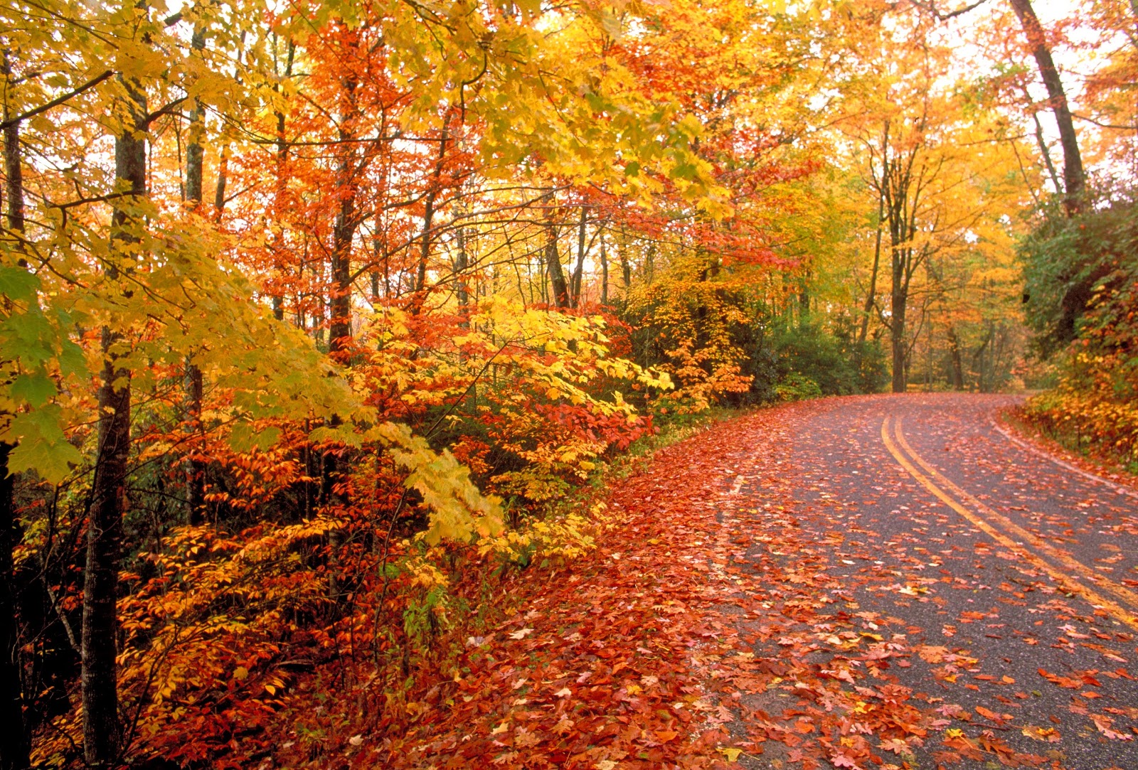 seasonal autumn