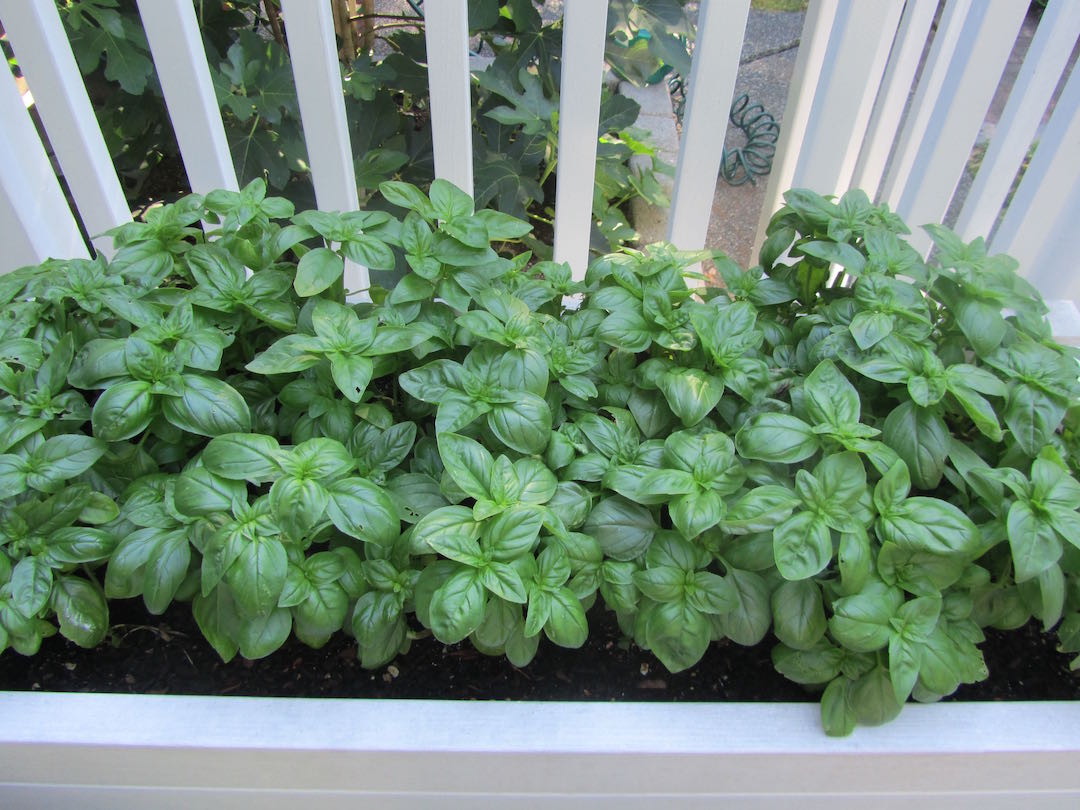 creative savv Growing basil on the deck