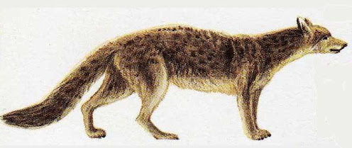 canidae fosil Hesperocyon