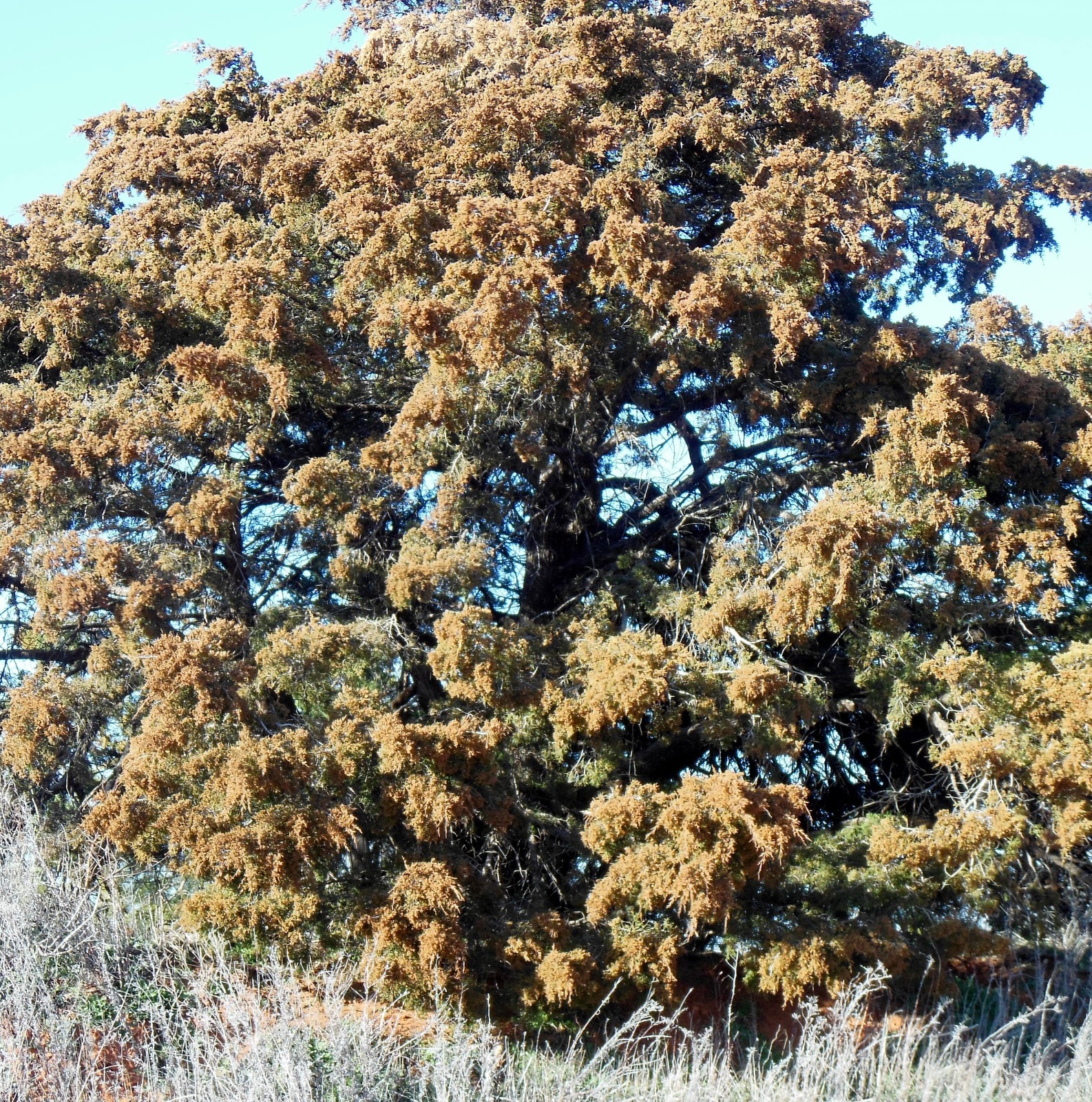 In the Garden and More Unprecidented Cedar Pollen Timely Again!