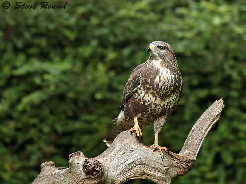 Steve Round Wildlife Photography Juvenile Buzzards
