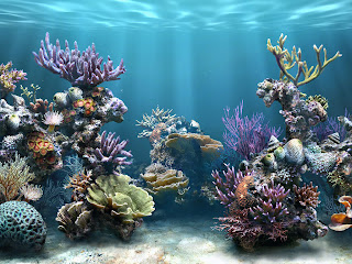 Coral Reefs and fish under water ocean photos