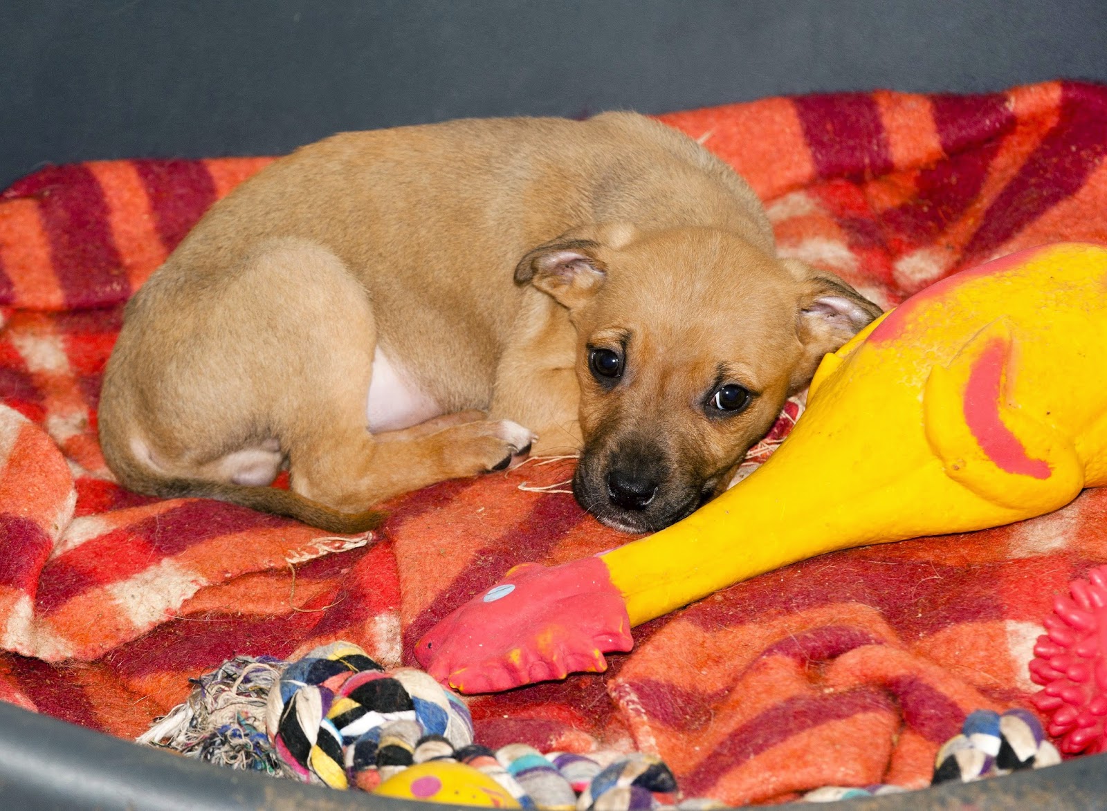 Marietta Vet Clinic, The Animal Clinic and Pet Clinic Animals That Hoard