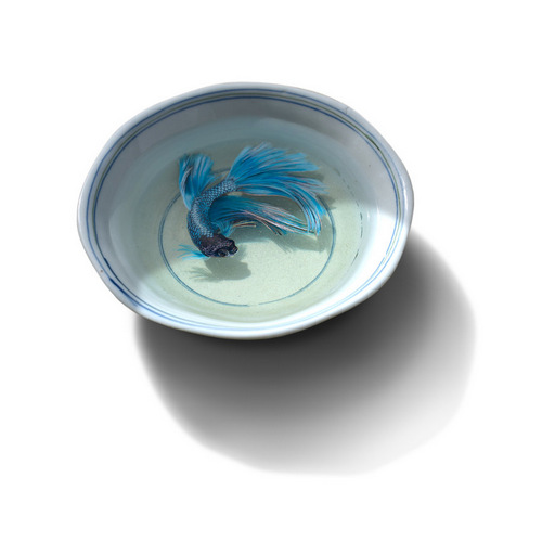 07-Siamese-fighting-fish-Keng-Lye-3D-Hyper-Realism-Resin-Acrylic-Painting-Sculpture-Alive-Without-Breath